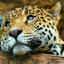 Jaguar Animal Facts