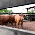 Geral| Guias de Trânsito Animal de Mato Grosso agora possuem QR Code e aplicativo para celular