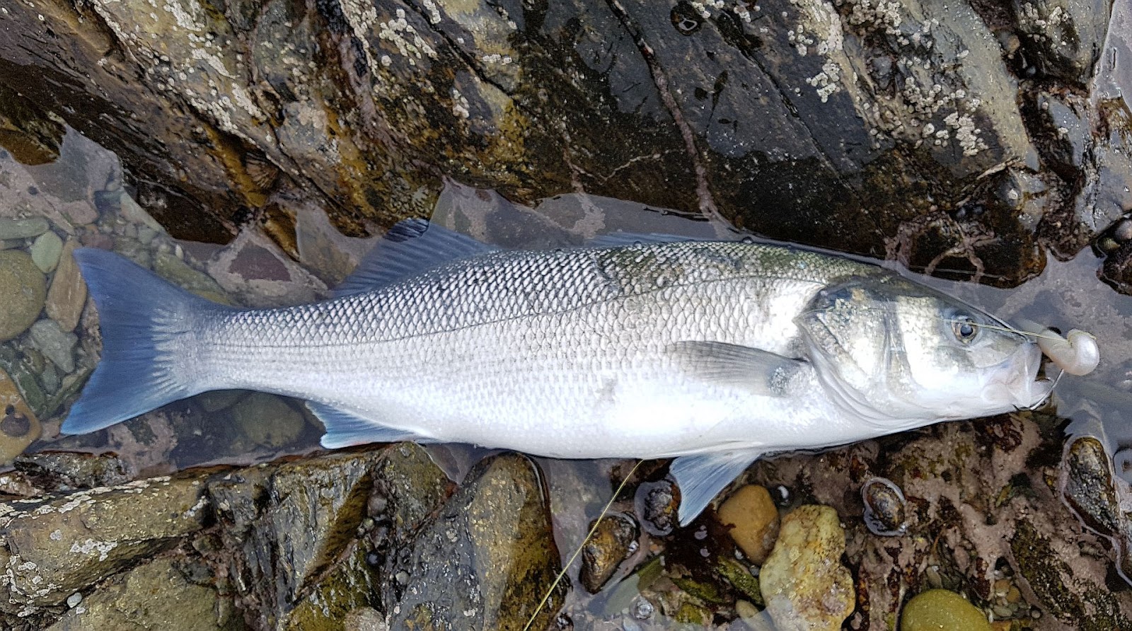 Sea Bass Hunting Spring specimen Sea Bass 10.04.2018