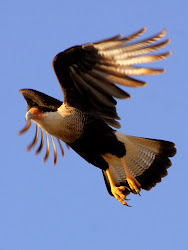 texas prey vultures bird eagles scavenger falcon birding se than fly wildlife watching caracara acts although often