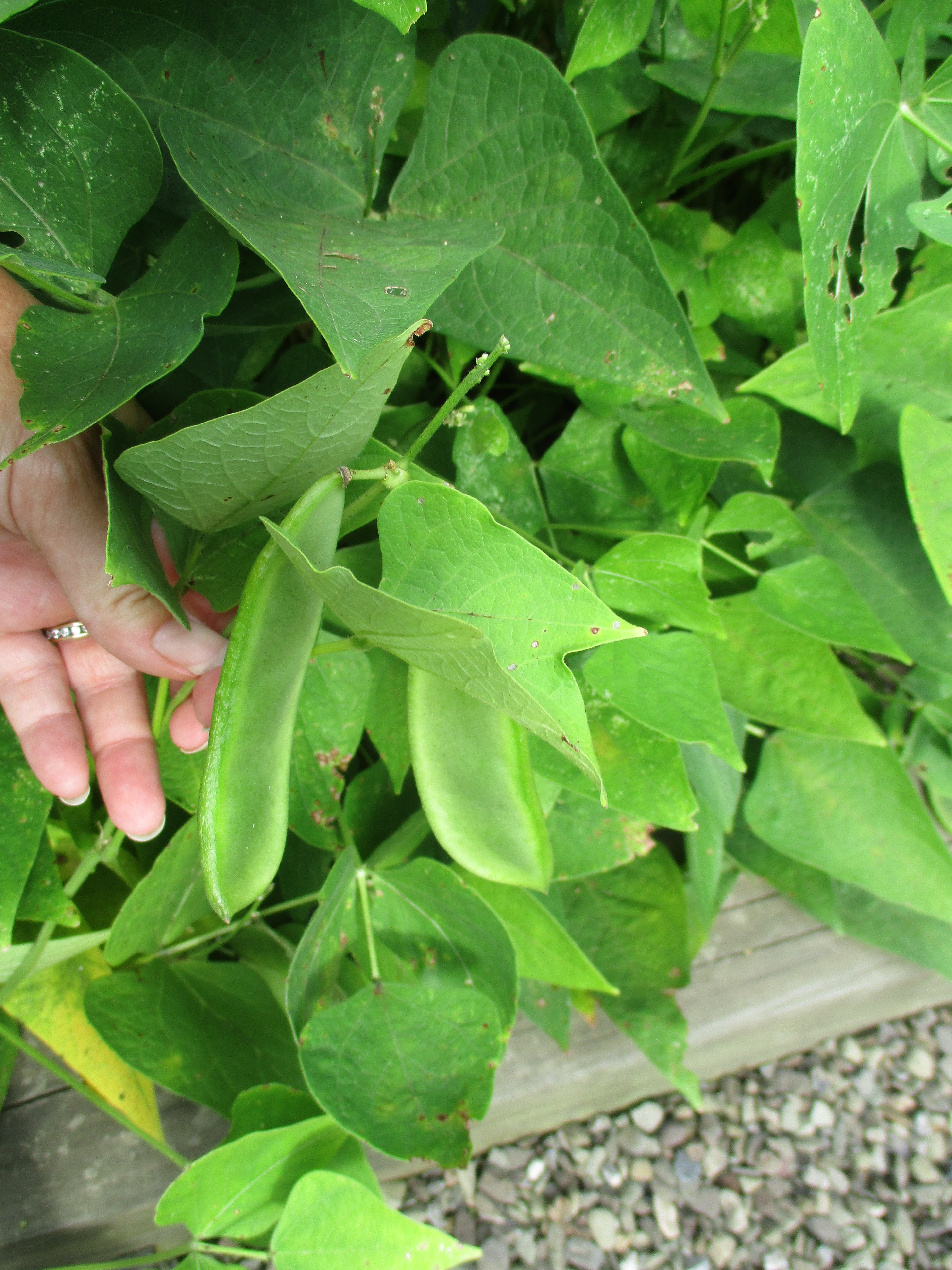 Too Many Tomatoes What's Growing? Fordhook 242 Lima Beans