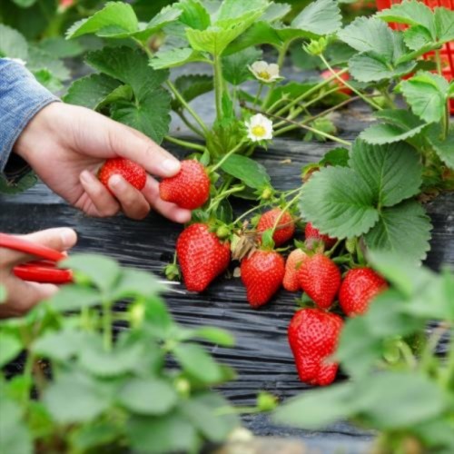 Dâu Tây Sữa A Páo sz M - 1kg 12 97139638 8ac6 4355 b71f b3154b6bc9e6 1