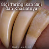 Gigi Taring Ikan Saji dan Khasiatnya Gigi Taring Ikan Saji dan Khasiatnya