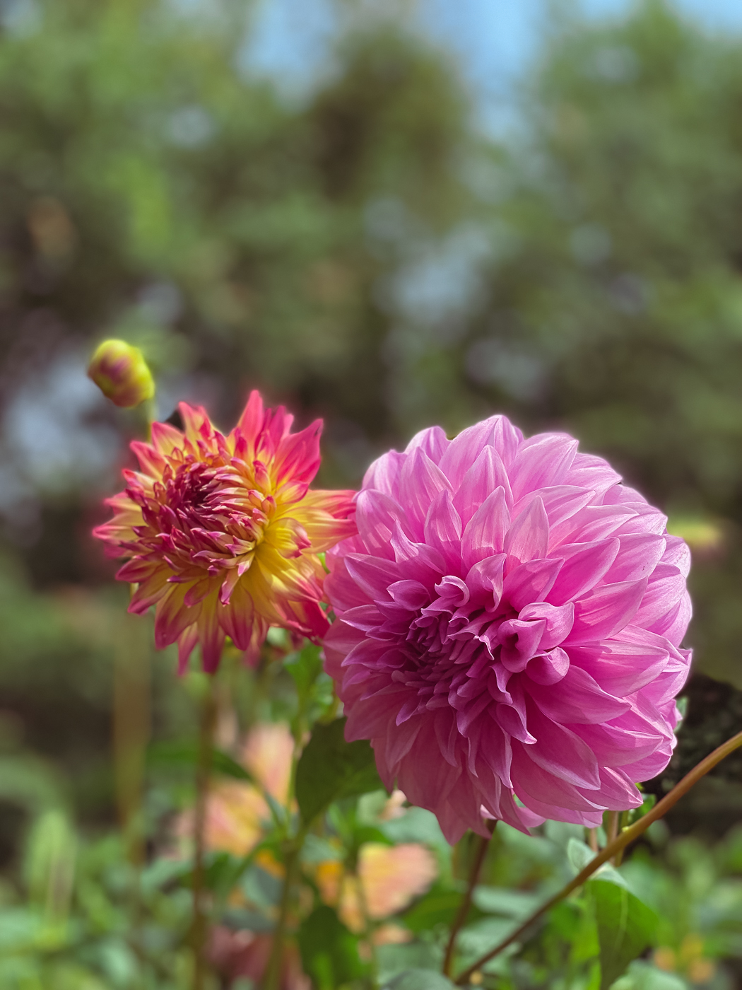12 Flowers for a Summer Garden Beautiful Plants That Bloom All Summer