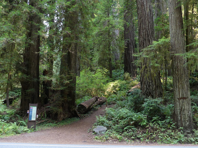 sign at the Rhododendron Trail