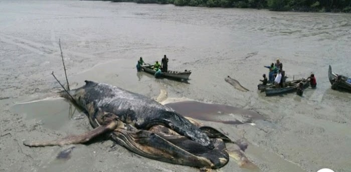 Sepanjang 14 Meter Dan Berat 20 Ton Paus Raksasa Membusuk Di Pantai Bakau Kabupaten Asahan