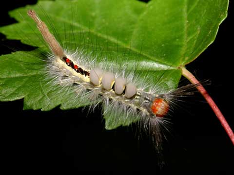 tussock caterpillar moth illinois marked caterpillars espectaculares lagartas shouldn