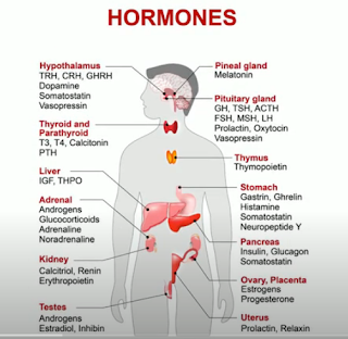 hormones