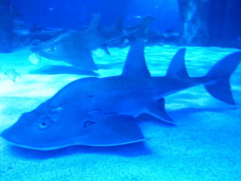 The Zoo Review Species Fact Profile Shark Ray (Rhina ancylostoma)