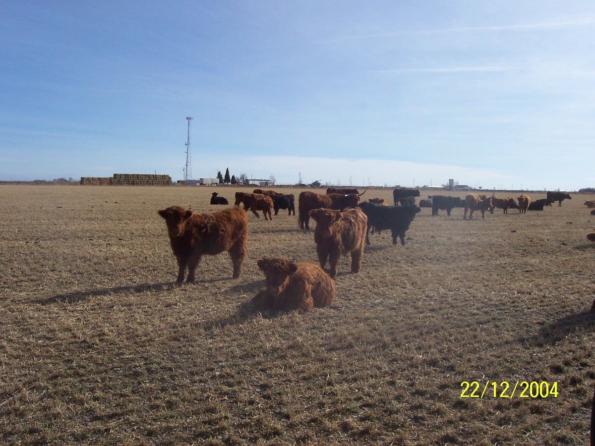 Calves for sale near me