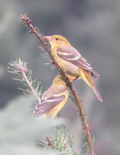 Counted Cross Stitch Pattern Summer Tanager Bird EBay Counted Cross Stitch Pattern Summer Tanager Bird EBay