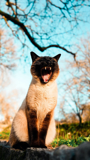 Free HD Wallpaper Roar, Cat, Kitten, Pet