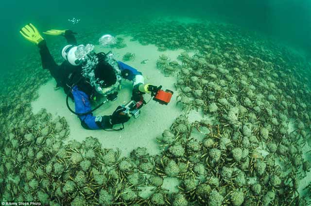 10 Foto Dasar Laut Mengerikan ini Dijamin Membuat Bulu Kuduk Berdiri 10 Foto Dasar Laut Mengerikan ini Dijamin Membuat Bulu Kuduk Berdiri