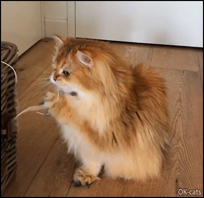 Funny Cat GIF • BUSTED! Smoothie the superstar is chewing a cable. Your're a naughty kitty!