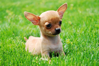 Chihuahua Puppy Picture