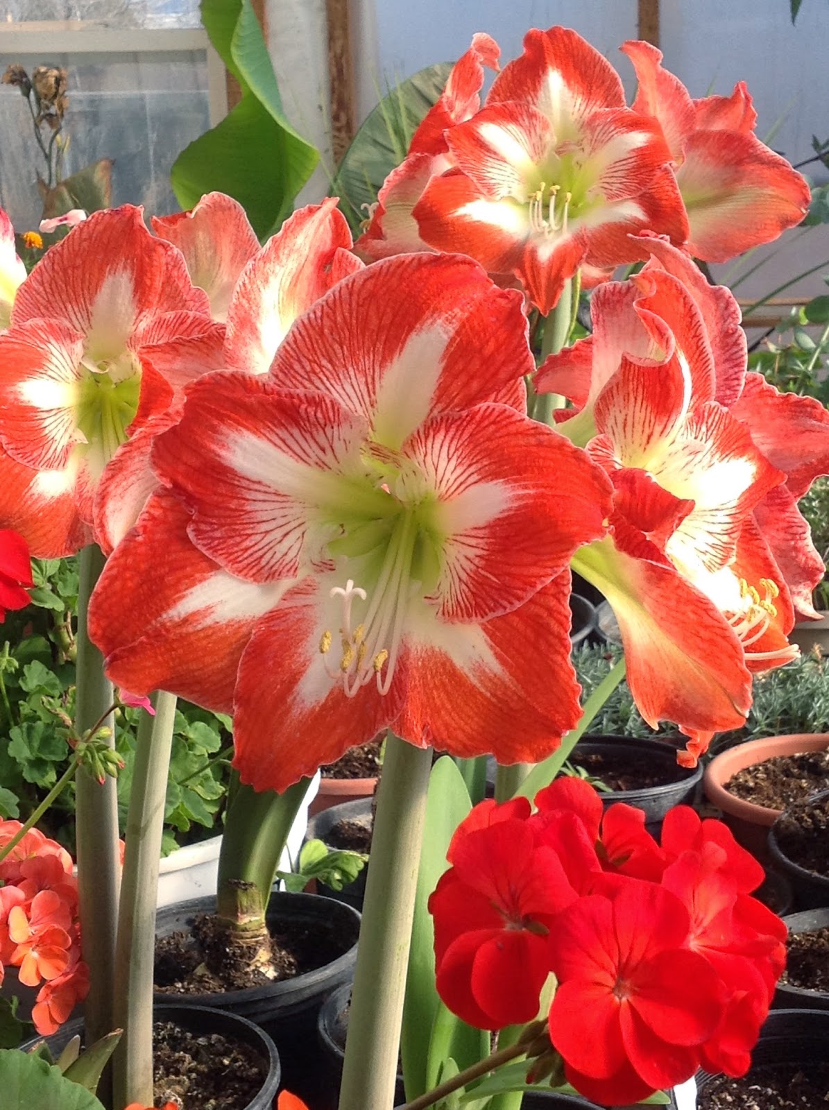 Wilson's Garden Greenhouse ready to burst; just in time for Spring