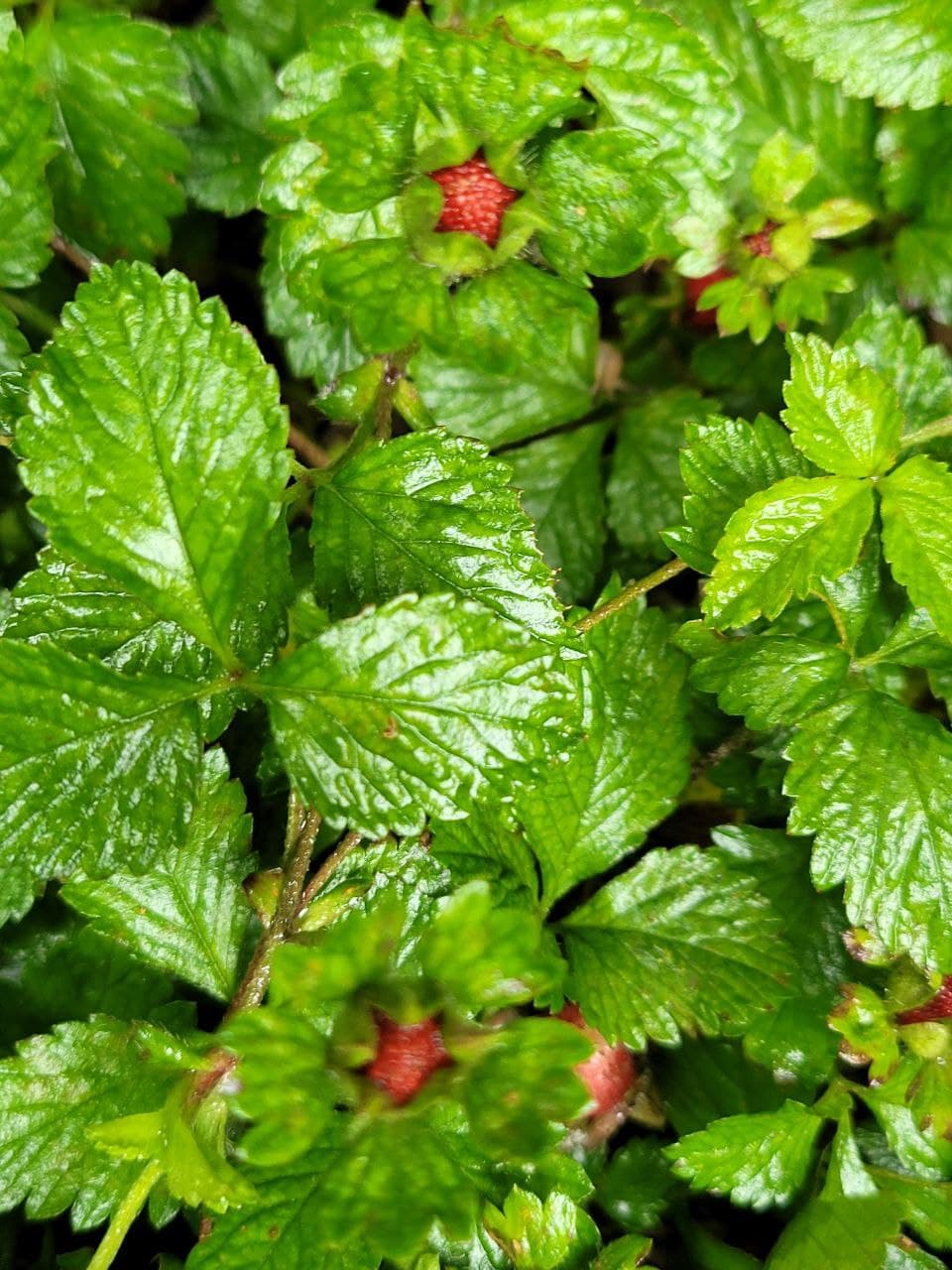 Peace, Love, Freedom and Nature Raining Snake Strawberry