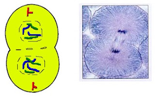 SCC4 - कोशिका विभाजन: असूत्री, समसूत्री व अर्द्धसूत्री विभाजन