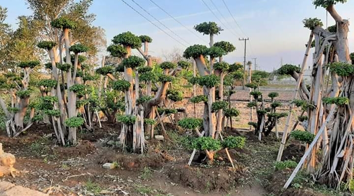 Jenis Dan Harga Bonsai Untuk Taman Rumah Garden Style Jasa Taman