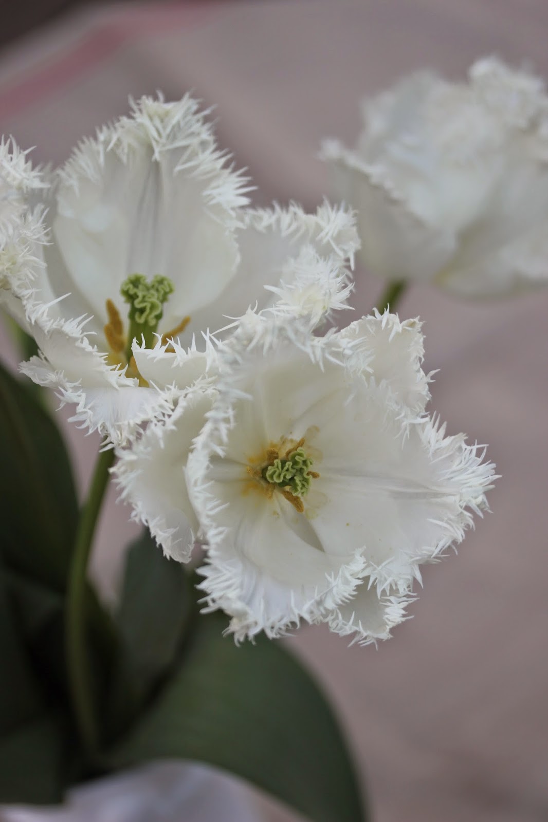 White tulips | Wild Acre
