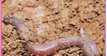 Pemeliharaan Satwa Harapan Imron Web Id