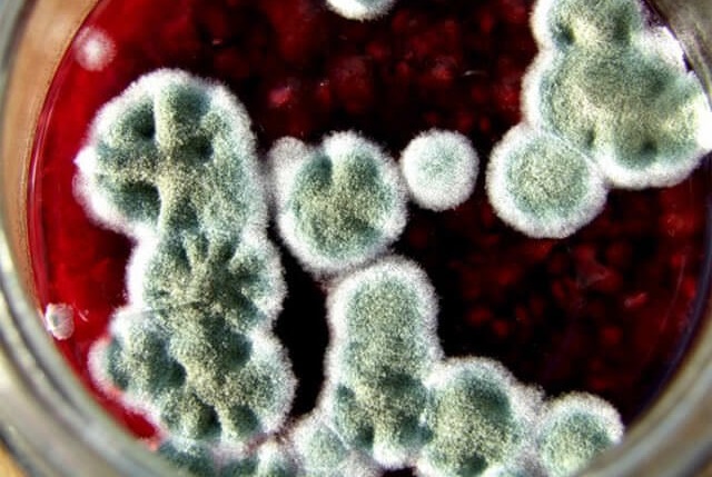 Чтобы закрутки в банках не плесневели: очень простой, но эффективный трюк Черновик