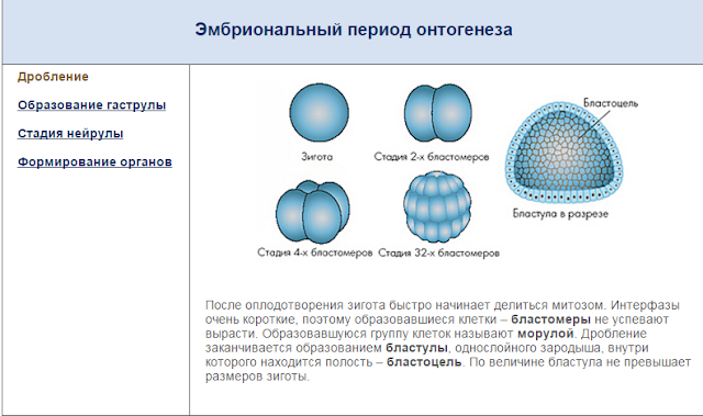 Установите последовательность этапов эмбрионального развития образование зиготы. Бластула гаструла нейрула. Установите последовательность этапов эмбрионального развития образование зиготы. Этапы эмбрионального развития дробление бластуляция гаструляция. Морула бластула.