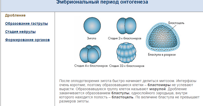 Развитие организма от зиготы до смерти