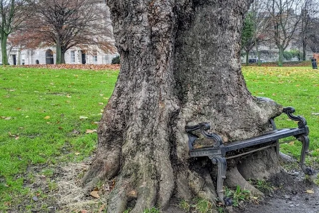 The bench-eating tree at King's Inn Law School in Dublin