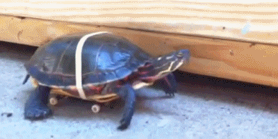 Tortoise On Wheels Gif ~ Funny Joke Pictures