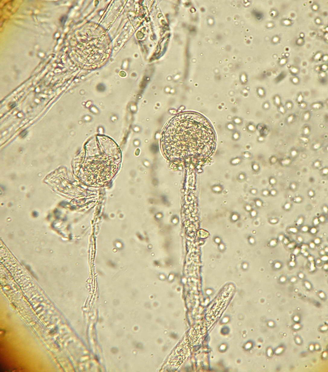 плесневые грибы аспергилл. микотоксины penicillium. плесень аспергилл. Aspergillus fumigatus микроскоп. микромицеты аспергилл.