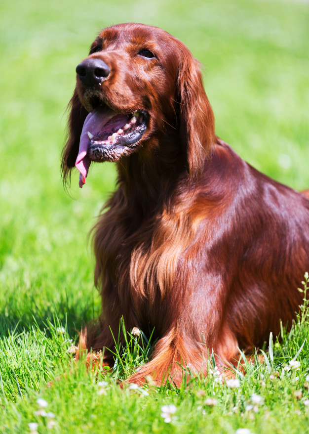 INFORMATION ABOUT IRISH SETTER Animals World