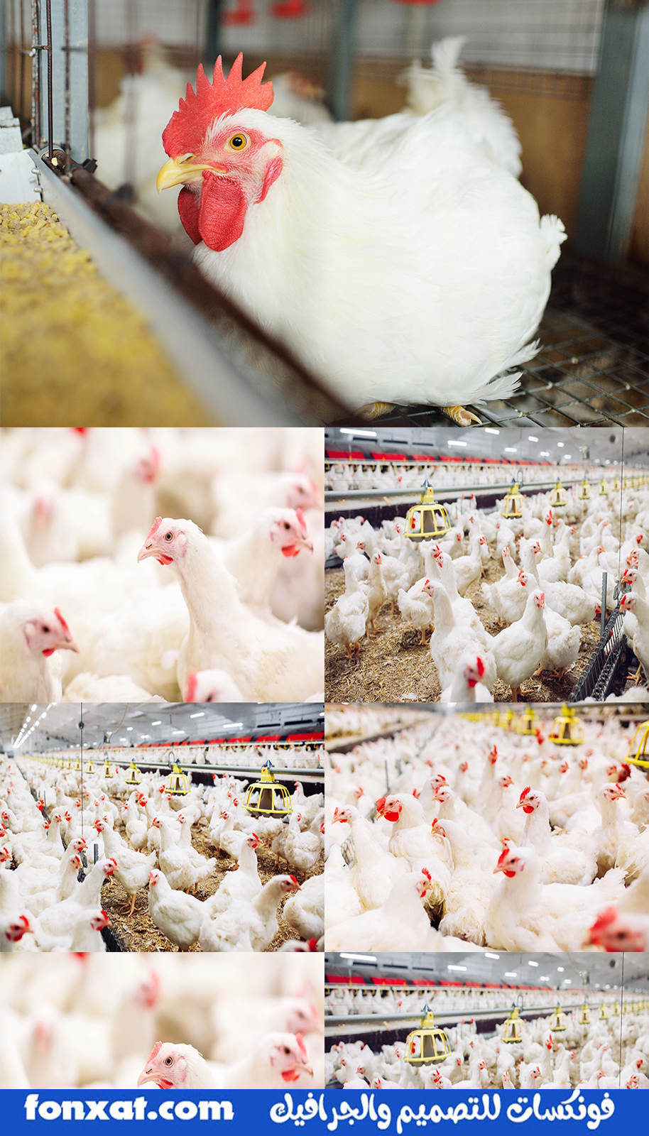 Pictures of the highest quality of poultry, farms or chicks for advertising