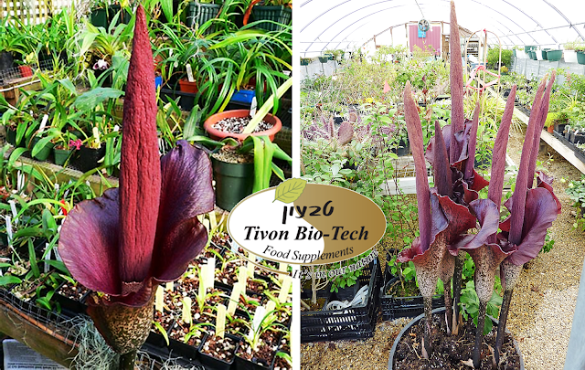 צמח קונגא'ק