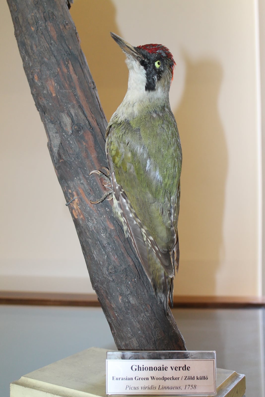Ştiinţă pentru toţi Ghionoaia verde (Picus viridis)