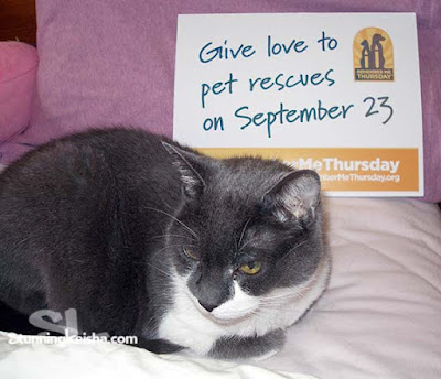 Remember Me Thursday: Saving/Rehoming Maria's Cats