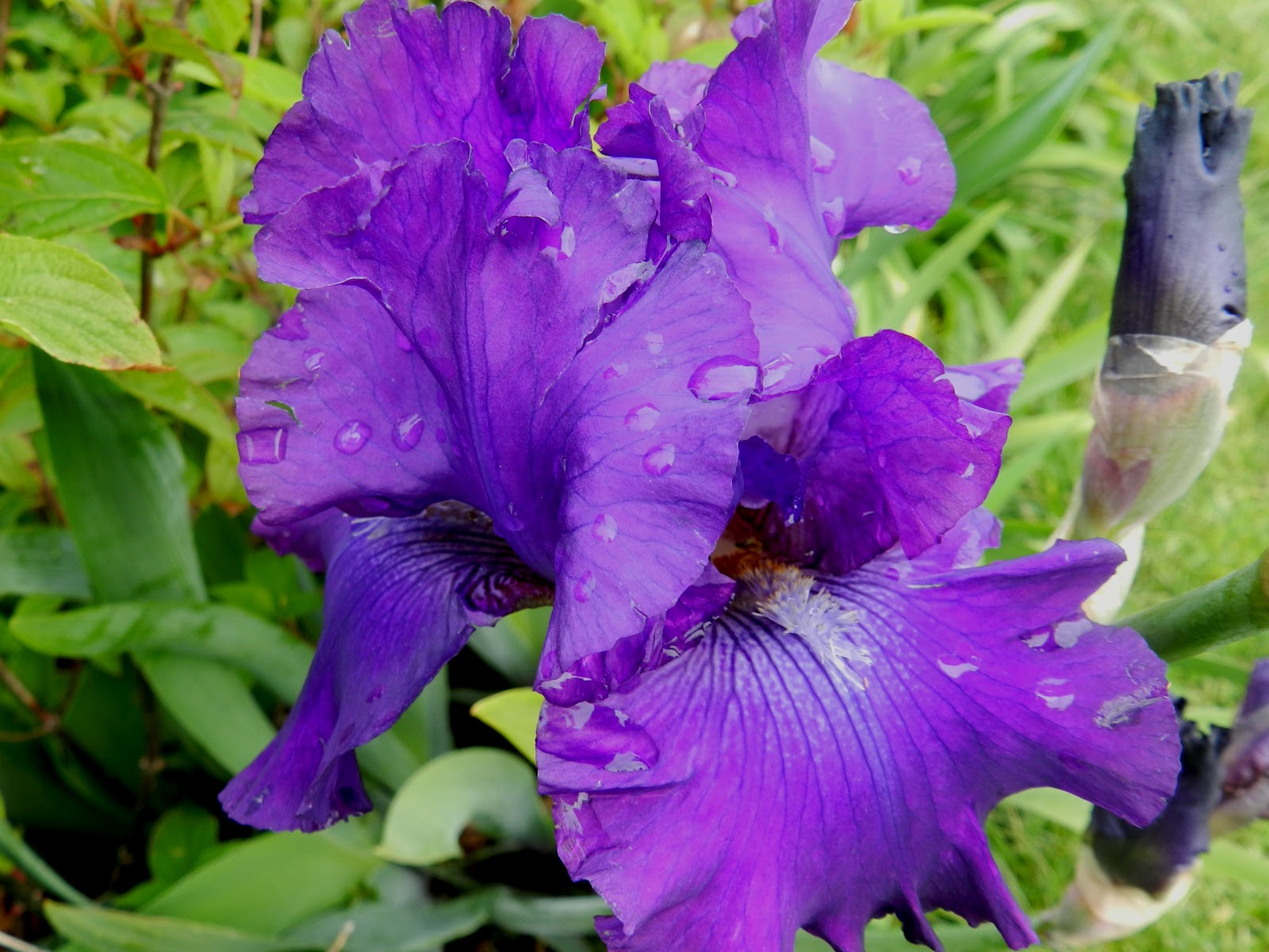 Prairie Rose's Garden Book Review The Flight of Gemma Hardy