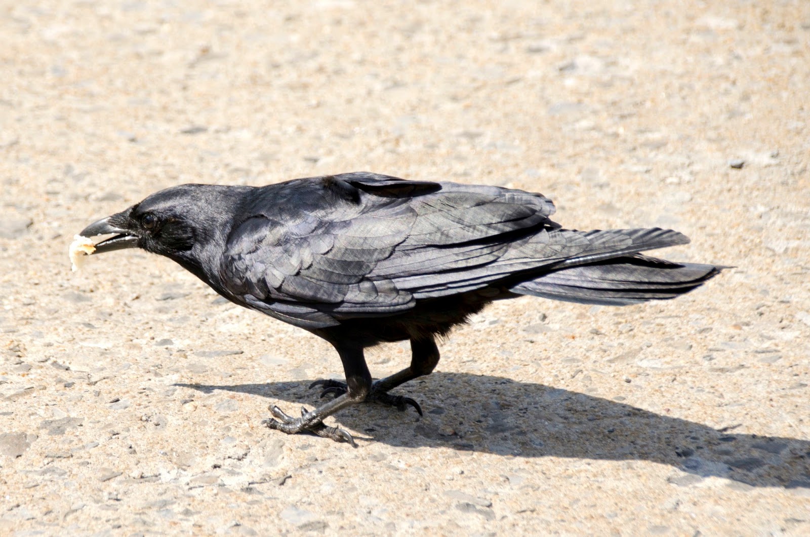 Urban Wildlife Guide: Lunch With the Crow