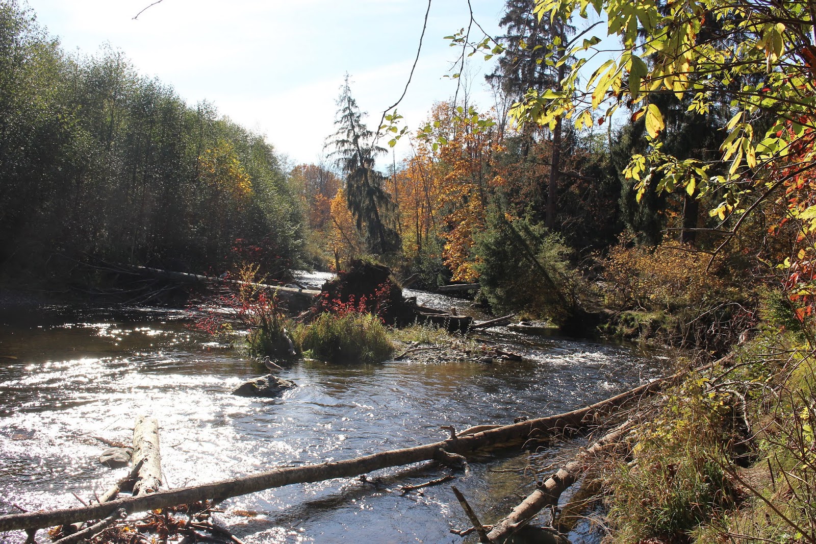 BC Oceanfront Quinsam River Salmon Hatchery
