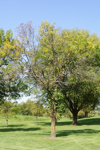 Tree with Emerald Ash Borer