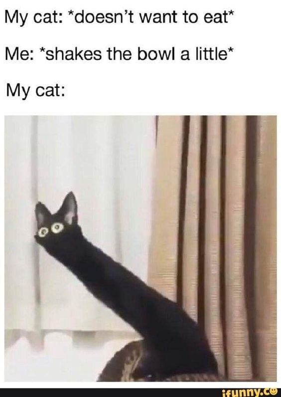 Eighteen Cats Obsessed With Their Food Bowl