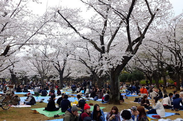 Hanami Sakura Yoyogi Park Shibuya 渋谷 代々木公園花見