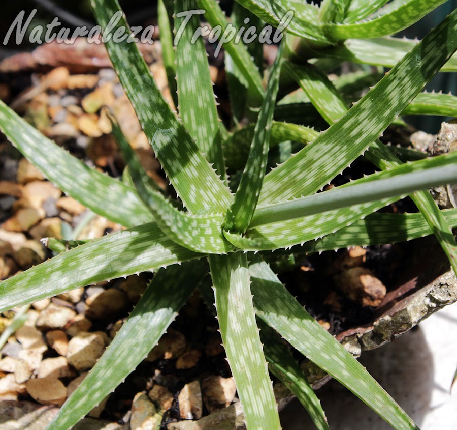 Cuidados básicos de las plantas suculentas del género Aloe