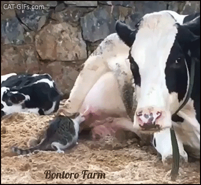 Weird Cat GIF • Farm cat drinks fresh milk from his friend the cow. Mother Nature works in amazing ways Weird Cat GIF • Farm cat drinks fresh milk from his friend the cow. Mother Nature works in amazing ways