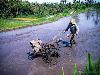 A Farmer And His Two Wheel Hand Tractor On A Sunny Day In The Rice Fields
