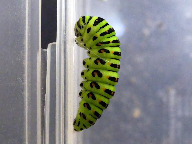 S こんちゅーぶ 蛹化前に蠕動するキアゲハ前蛹 10倍速映像