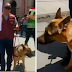 Chiclayo: ‘Rocky’, el primer teniente gobernador canino del país que lucha contra los pirotécnicos