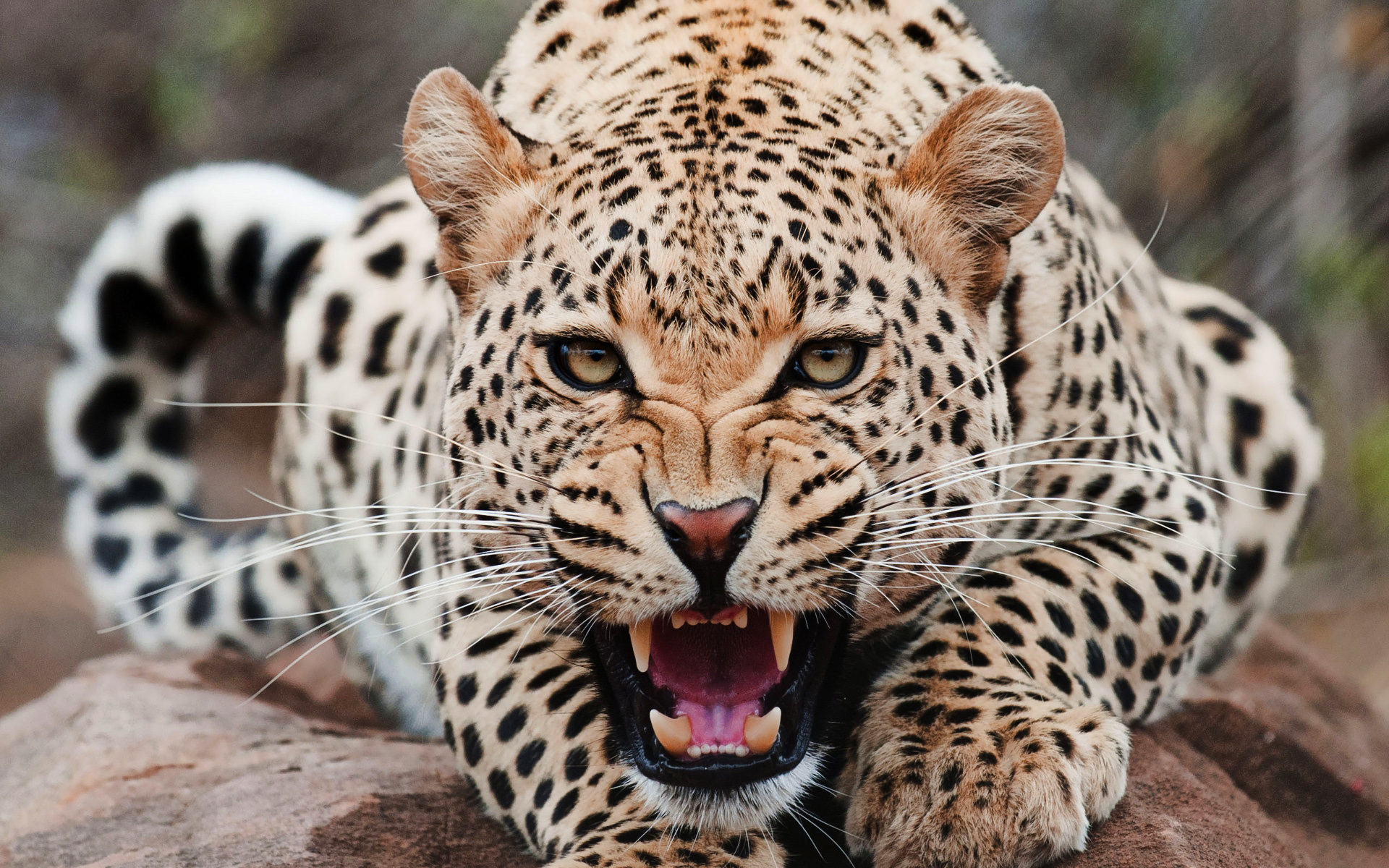 jaguar resim