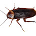 Giant flying cockroaches appeared in Sochi Found in Russia