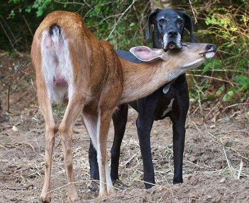 dogsdogsdogsdogsdogs:  if you feel sad look at these pictures it is a dog and a deer